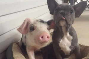 Piggy és egy francia bulldog kiskutya barátok lett